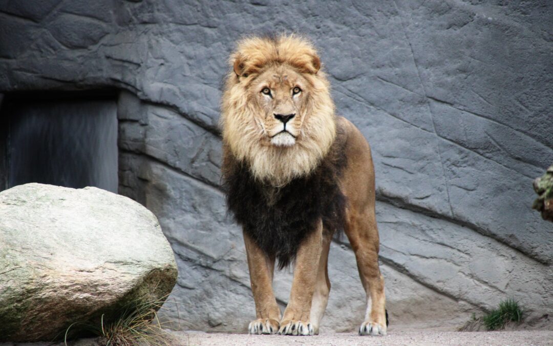 Self Empowerment: Inner Strength – Roaring like a lion (my rising sign): Getting fired up & things done, being strong & wise